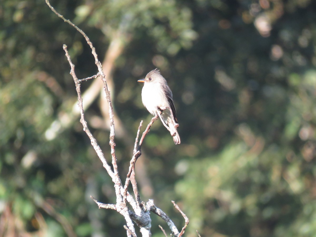 Greater Pewee - ML139633471