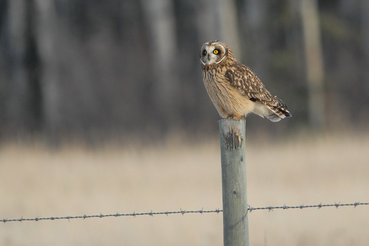 Hibou des marais - ML139633671