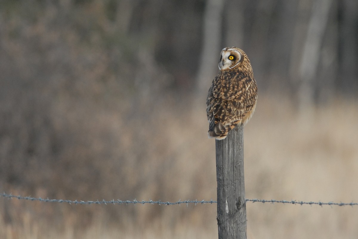 Short-eared Owl - ML139633681