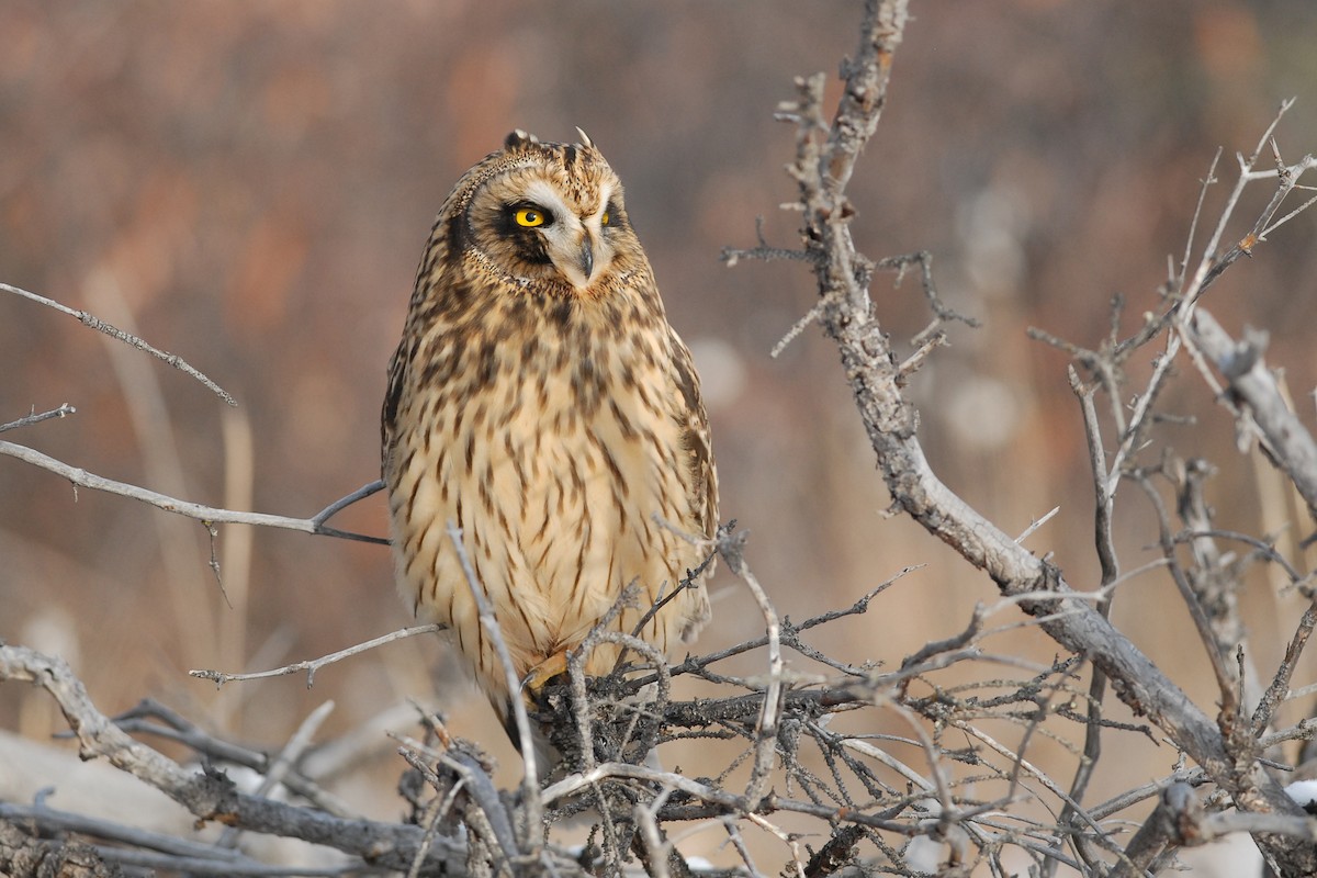 Short-eared Owl - ML139633761