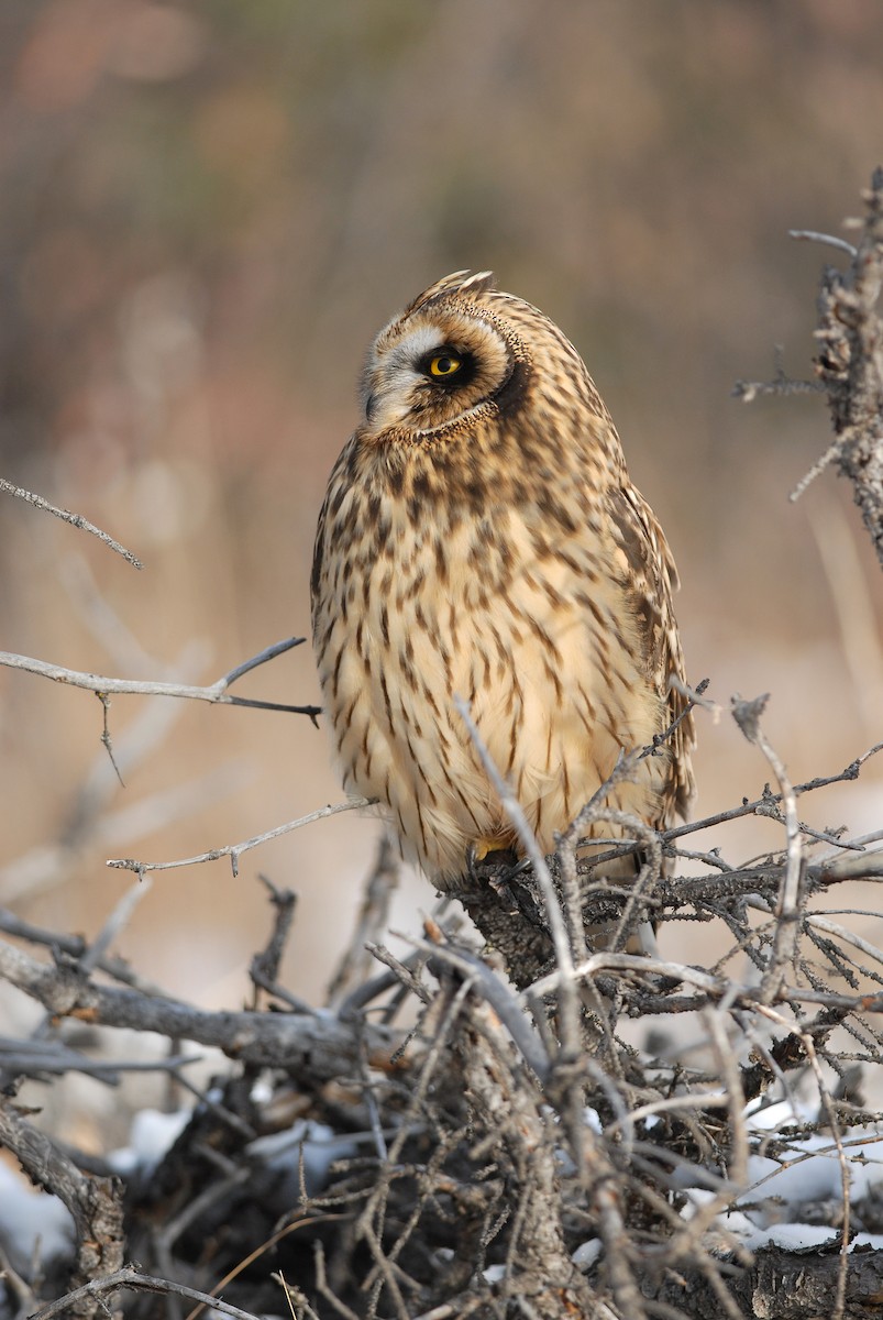 Short-eared Owl - ML139633791