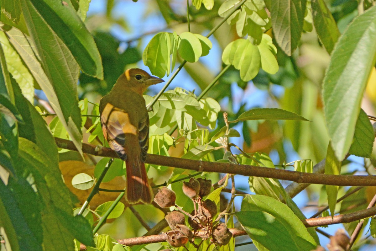 Piranga Roja - ML139633981