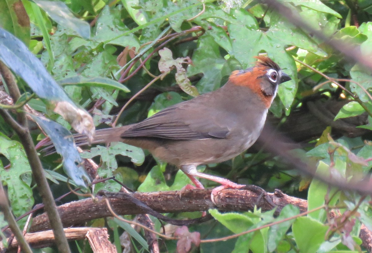 Rusty-crowned Ground-Sparrow - ML139634041