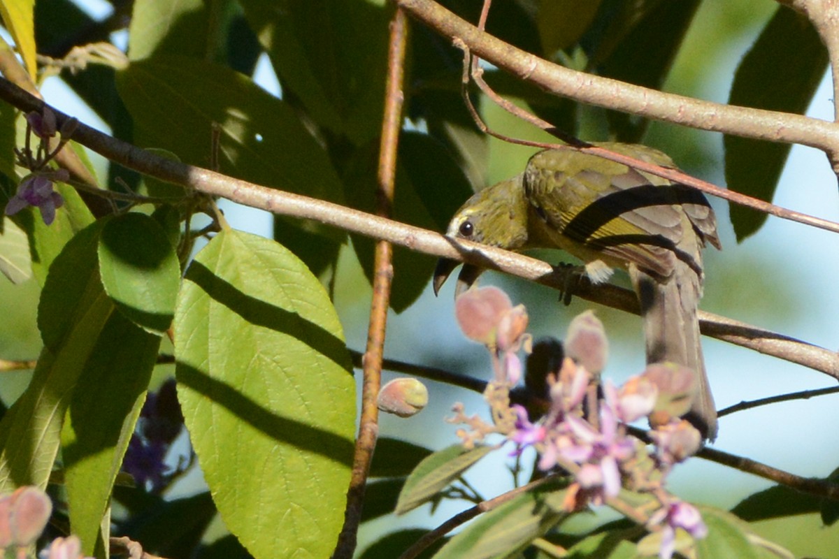 Cinnamon-bellied Saltator - ML139634141