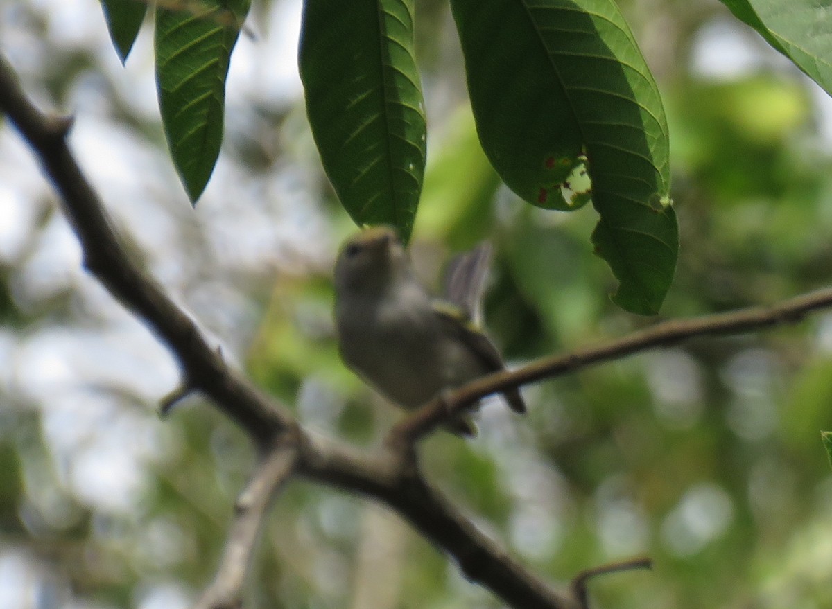 Chestnut-sided Warbler - ML139634221