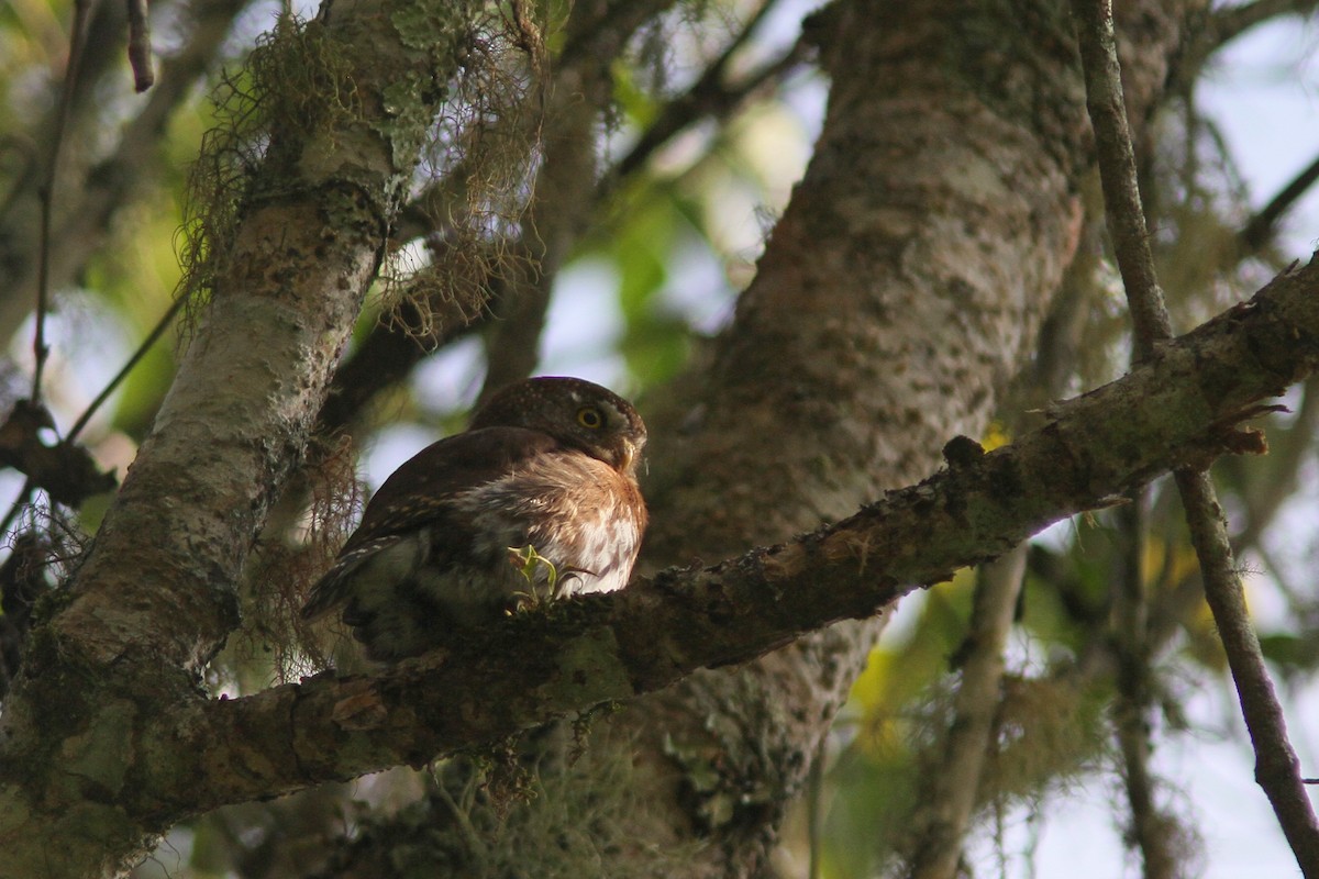 Tamaulipas Pygmy-Owl - ML139634711