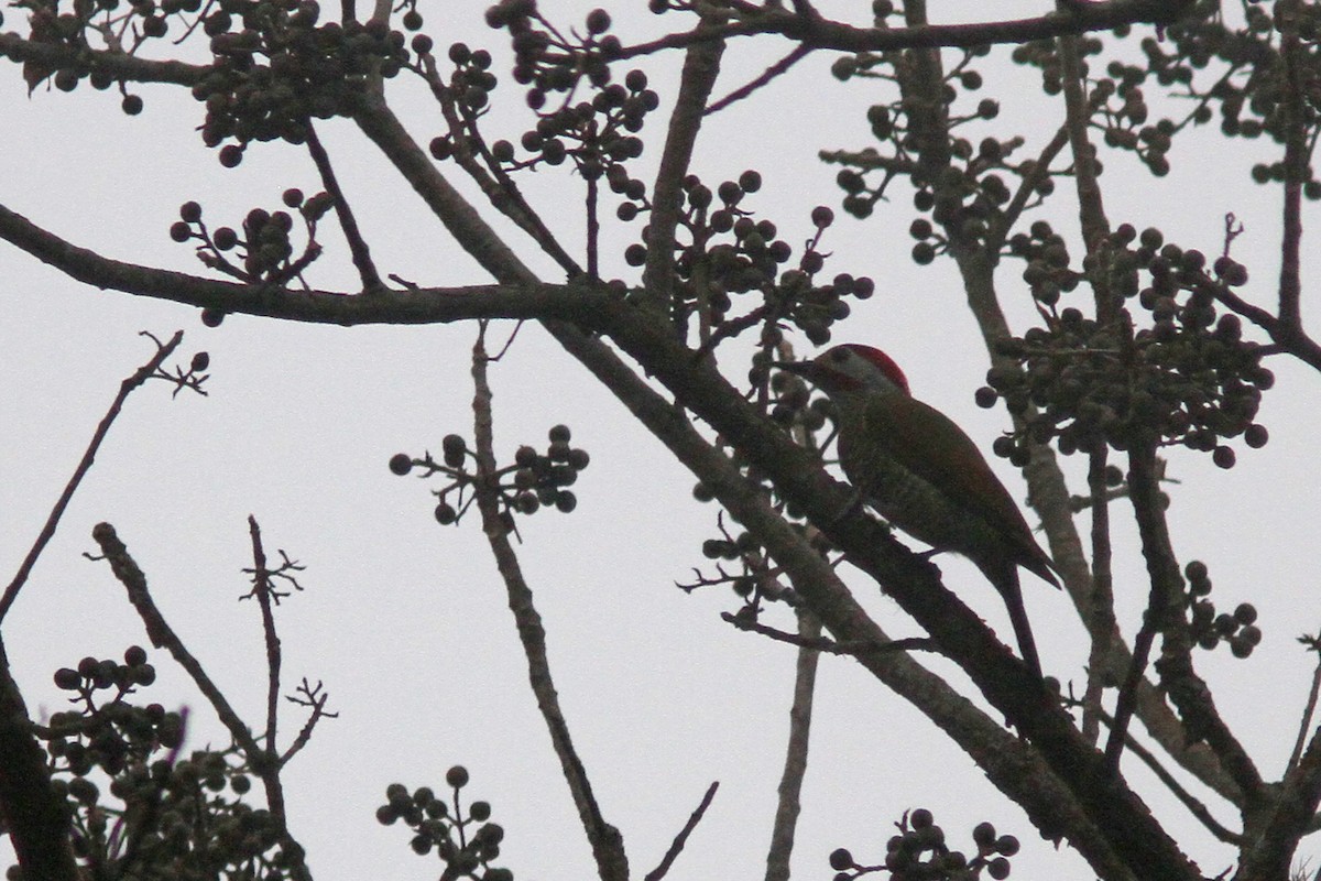 Golden-olive Woodpecker (Bronze-winged) - ML139634831