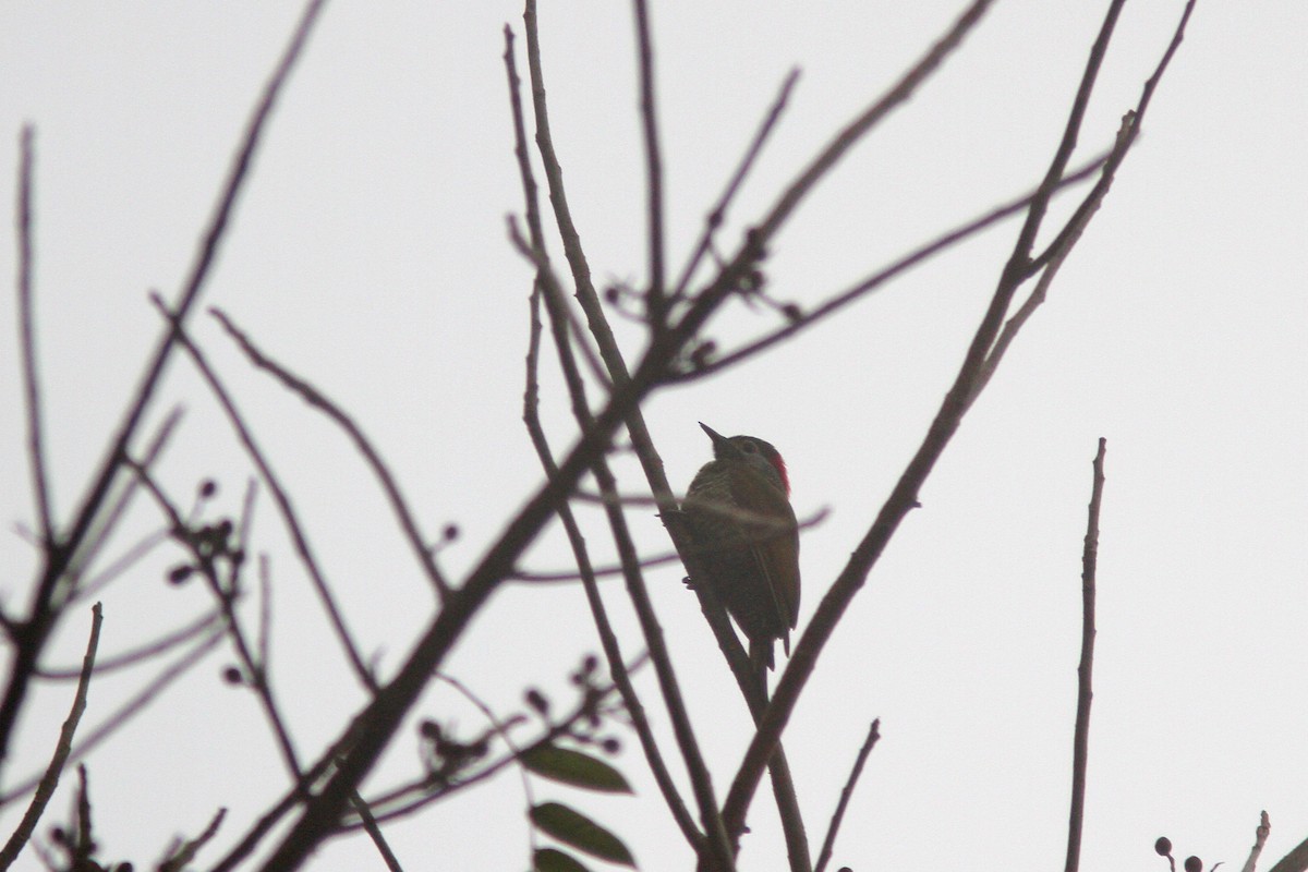 Golden-olive Woodpecker (Bronze-winged) - ML139634881