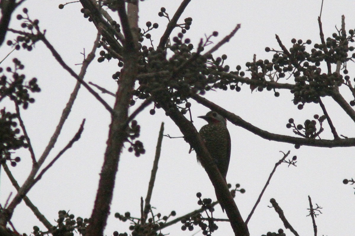 Golden-olive Woodpecker (Bronze-winged) - ML139634891