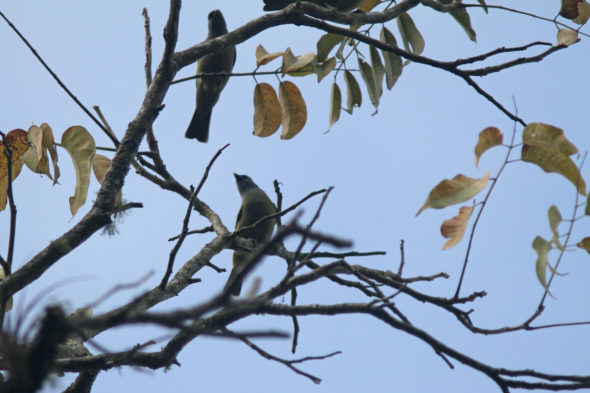 Yellow-winged Tanager - ML139635711