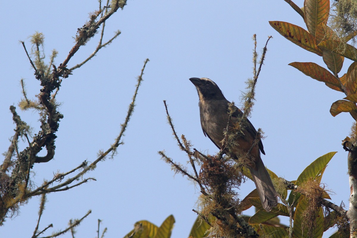 Cinnamon-bellied Saltator - ML139635841