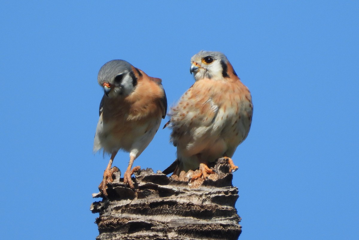 American Kestrel - ML139635851