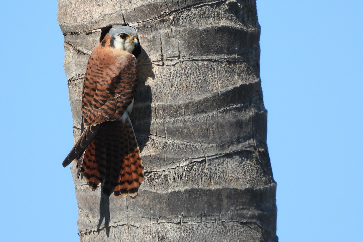 American Kestrel - ML139635871