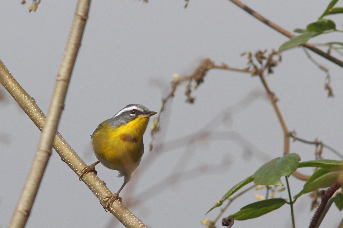 Crescent-chested Warbler - ML139636021