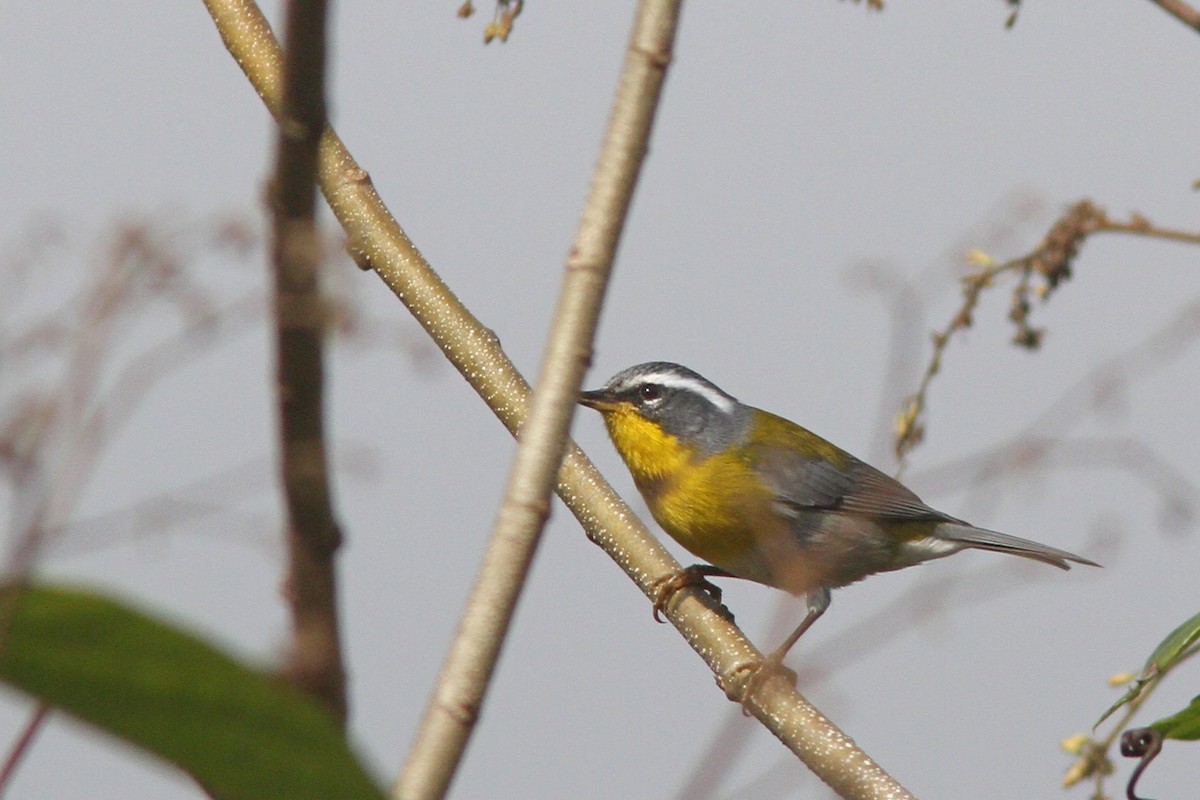 Crescent-chested Warbler - ML139636081