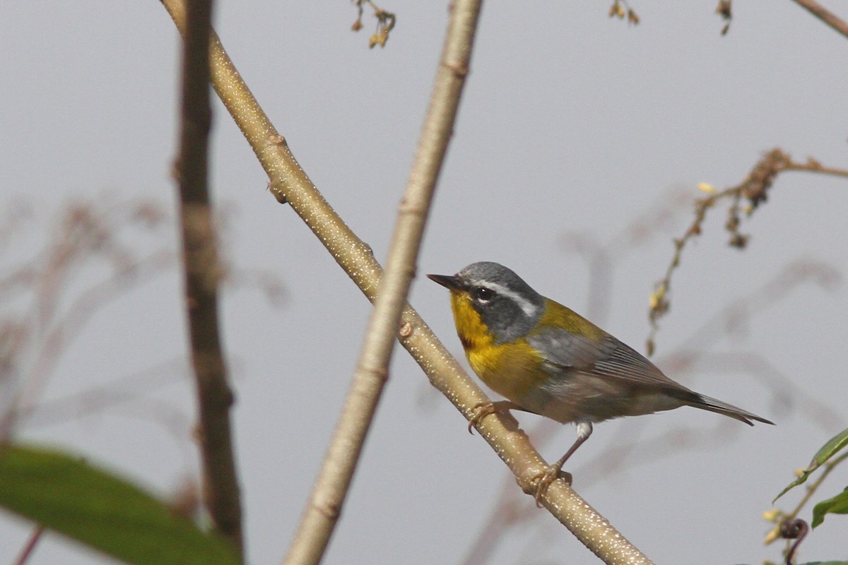 Crescent-chested Warbler - ML139636111