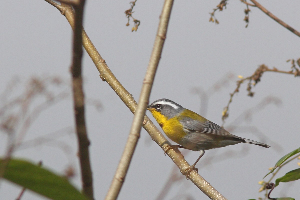 Crescent-chested Warbler - ML139636121
