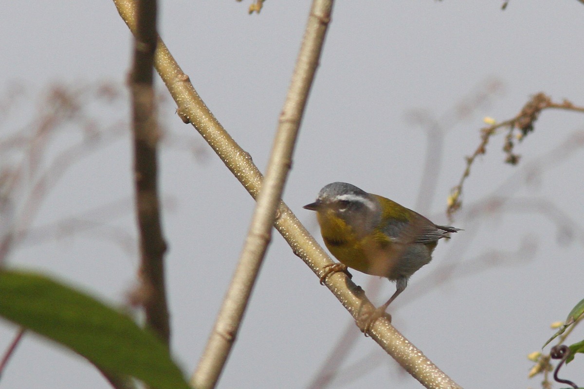 Crescent-chested Warbler - ML139636171