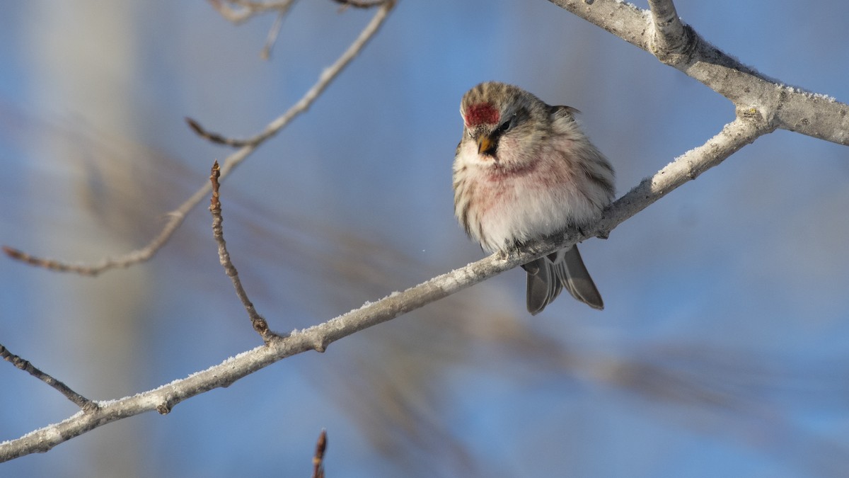 Common Redpoll - ML139636201