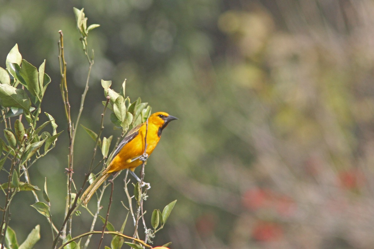 Oriole à gros bec - ML139636311