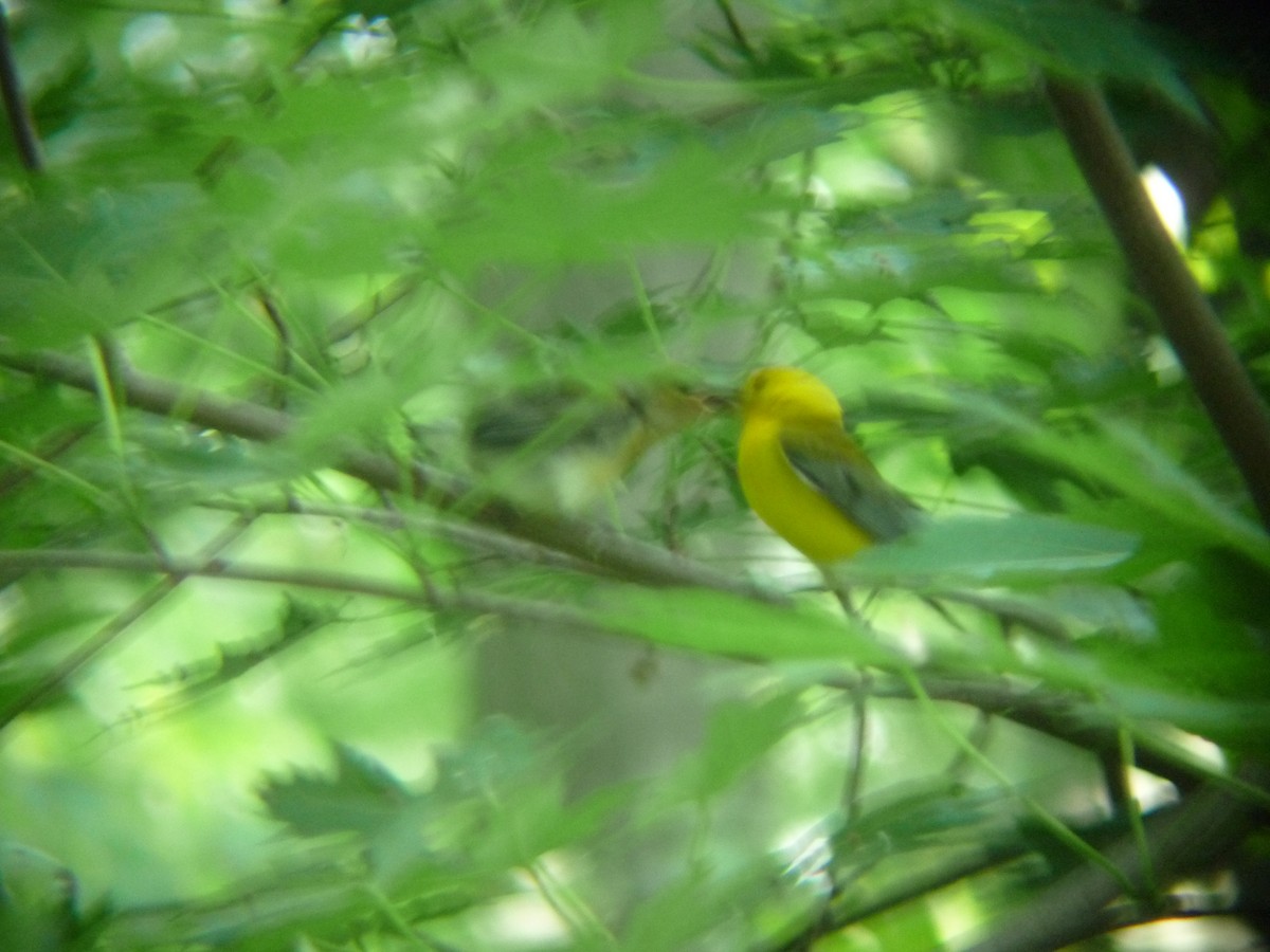 Prothonotary Warbler - ML139636881