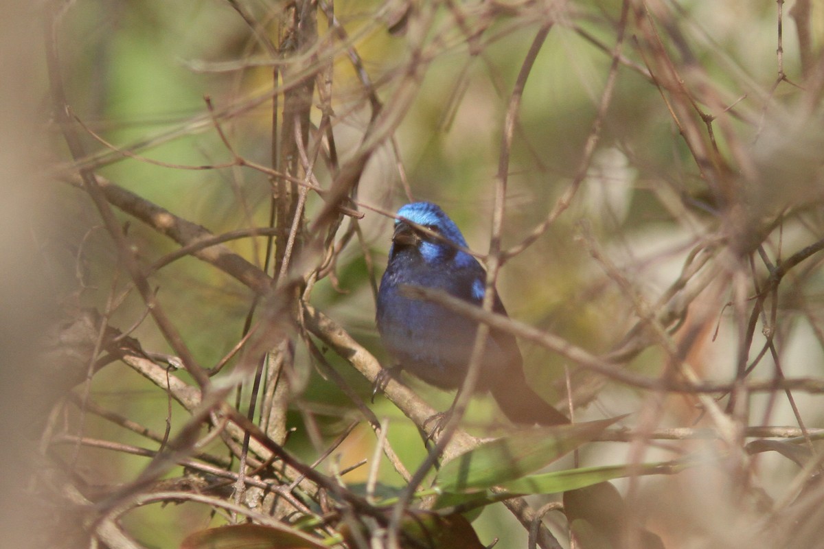 Blue Bunting - ML139636951