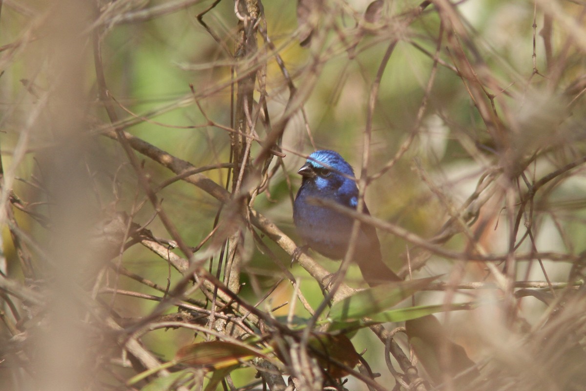 Blue Bunting - ML139636971