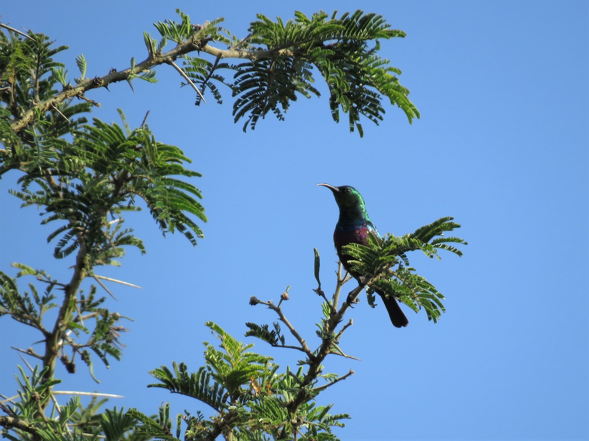 Marico Sunbird - Hugo Foxonet