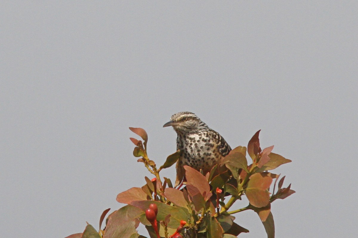 Band-backed Wren - ML139638281