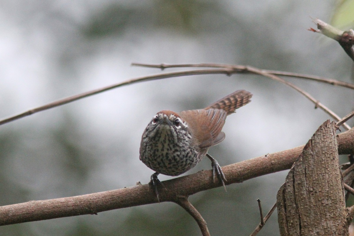 Spot-breasted Wren - ML139638461