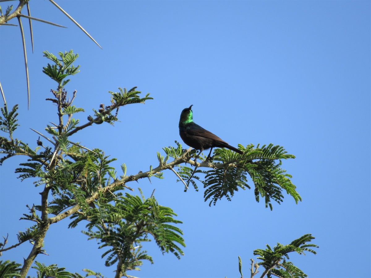 Marico Sunbird - Hugo Foxonet