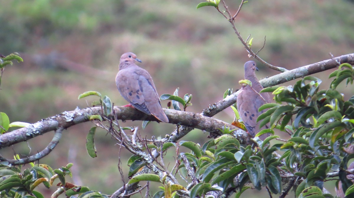 Eared Dove - ML139639411