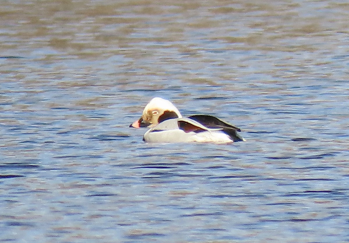 Long-tailed Duck - ML139640441