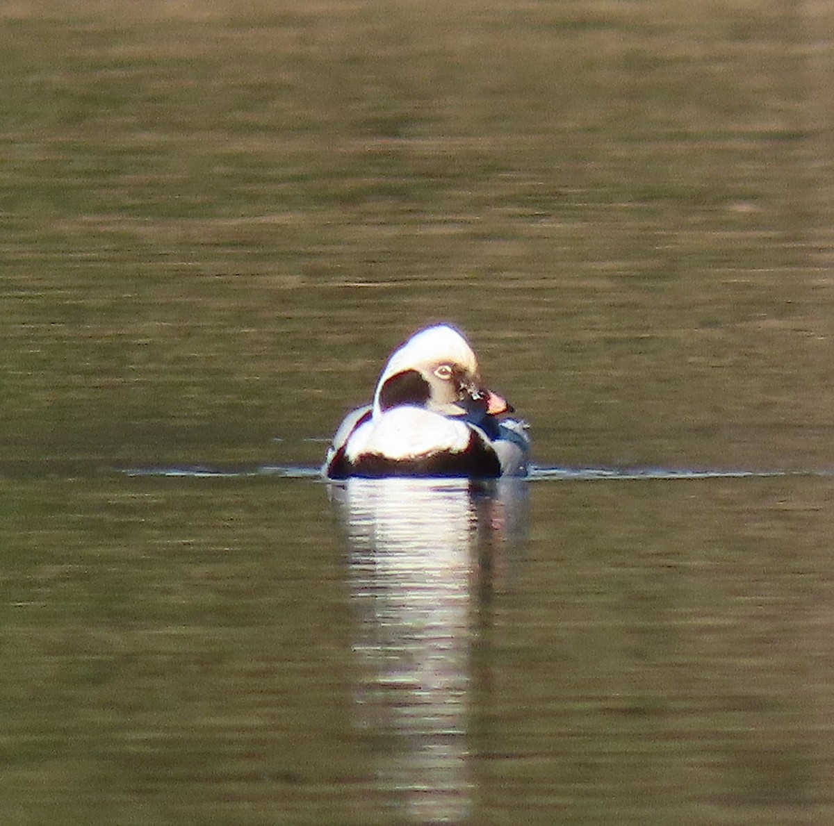 Long-tailed Duck - Lori White