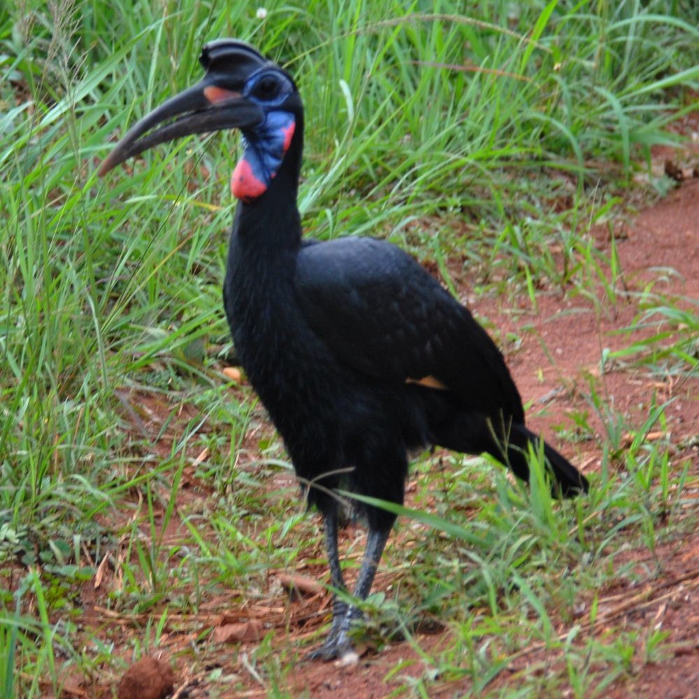 Abyssinian Ground-Hornbill - ML139643111