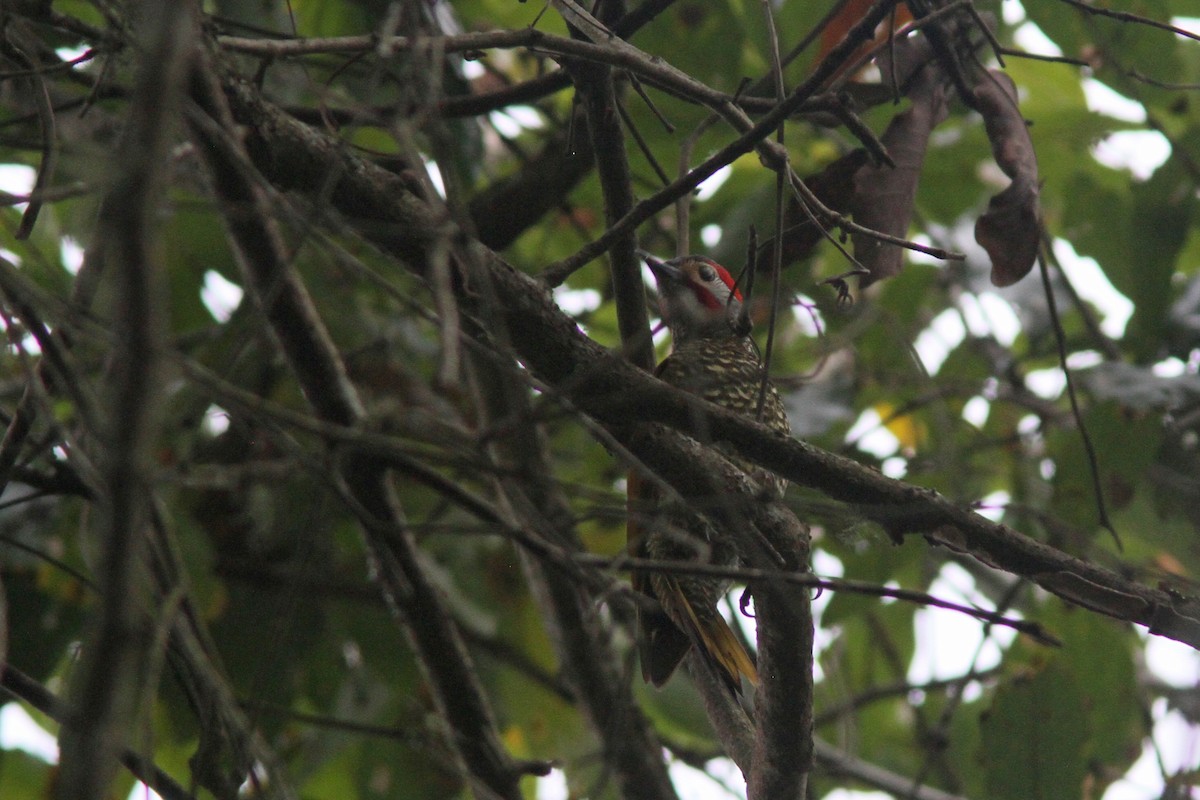 Golden-olive Woodpecker (Bronze-winged) - ML139643571