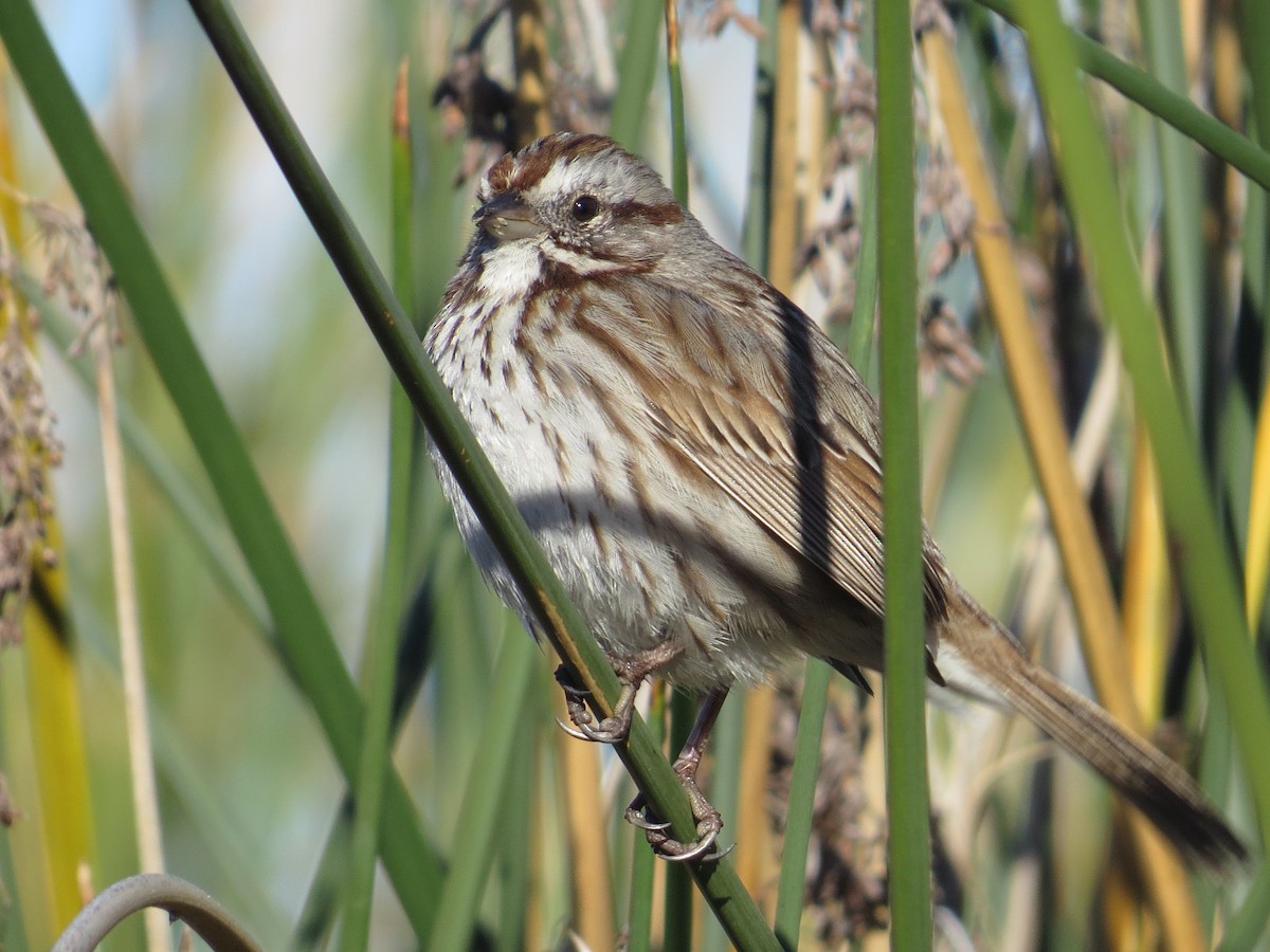 Song Sparrow - Vincent Maglio