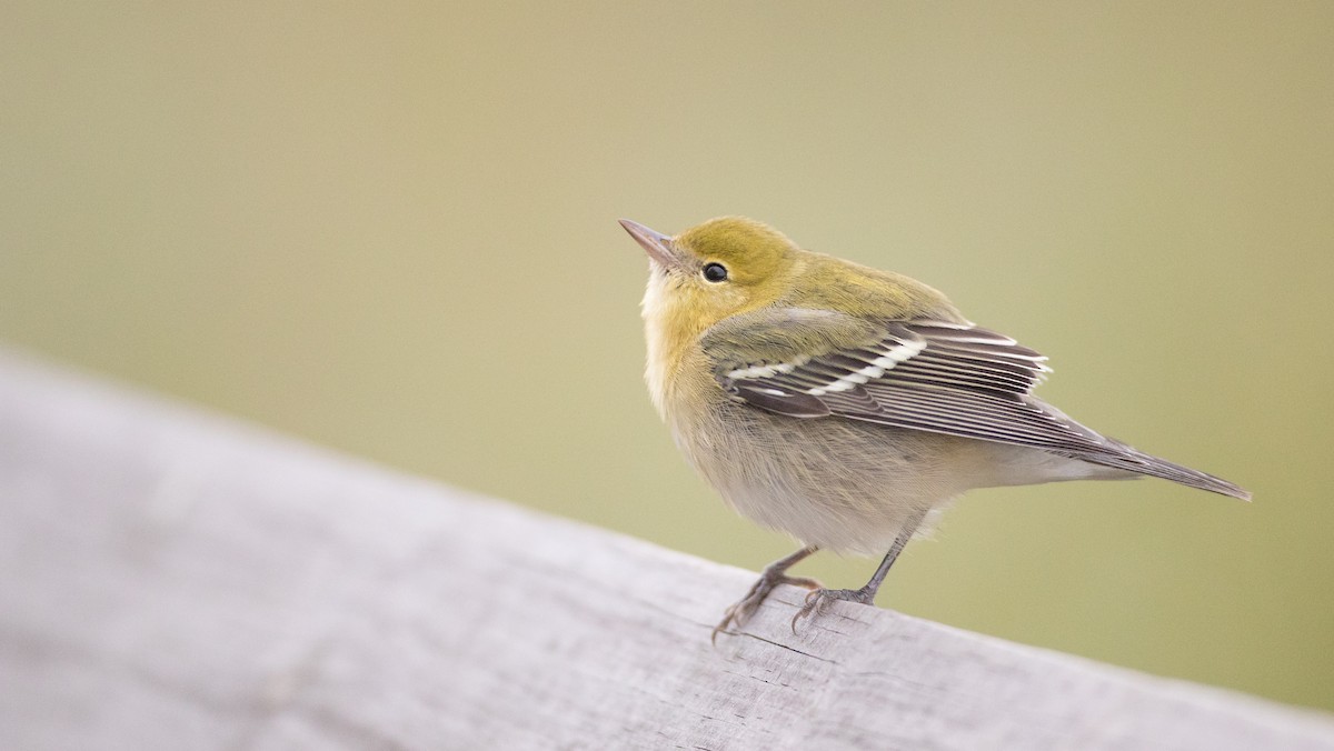 Bay-breasted Warbler - ML139647591