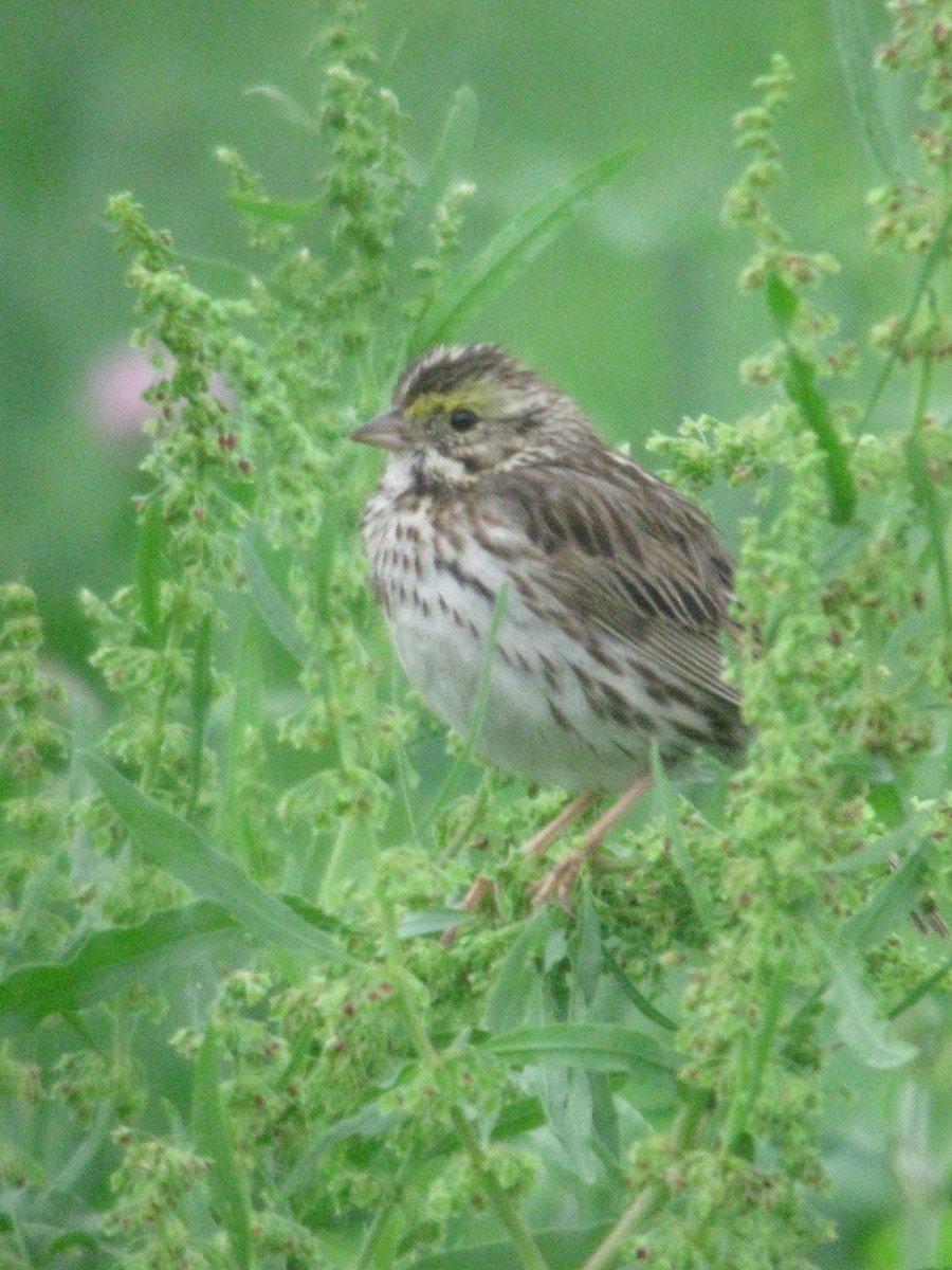 Savannah Sparrow - ML139647901