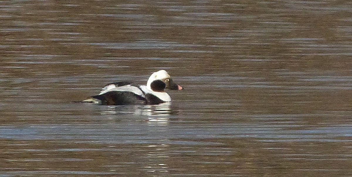 Long-tailed Duck - ML139648851