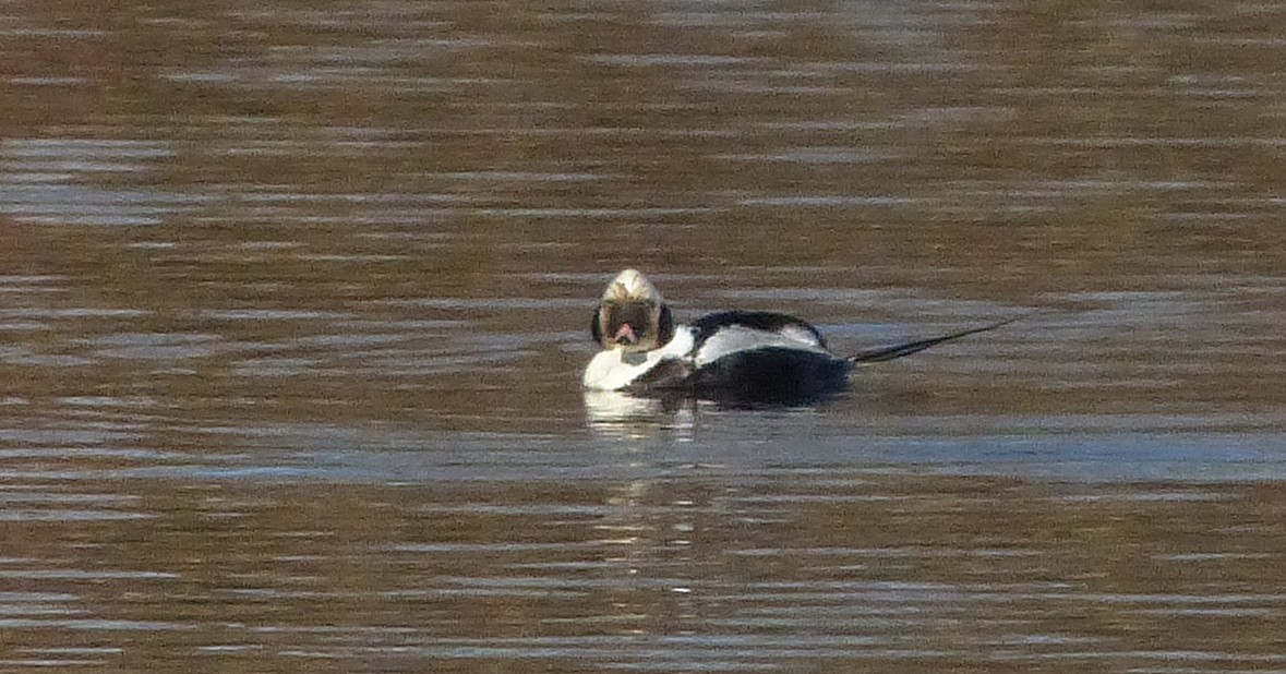 Long-tailed Duck - ML139648861