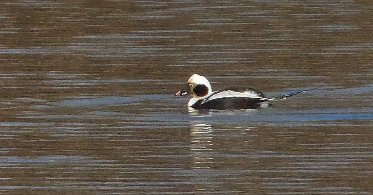 Long-tailed Duck - ML139648871