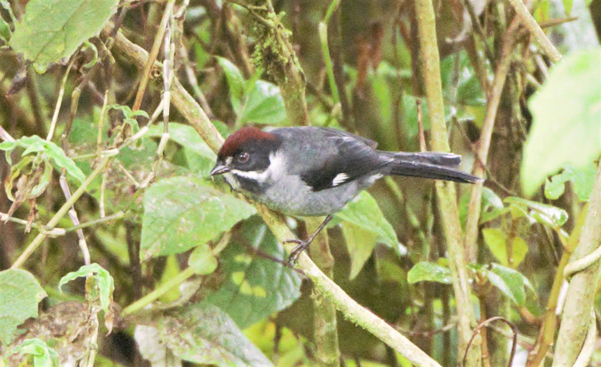 Slaty Brushfinch (Slaty) - ML139649671