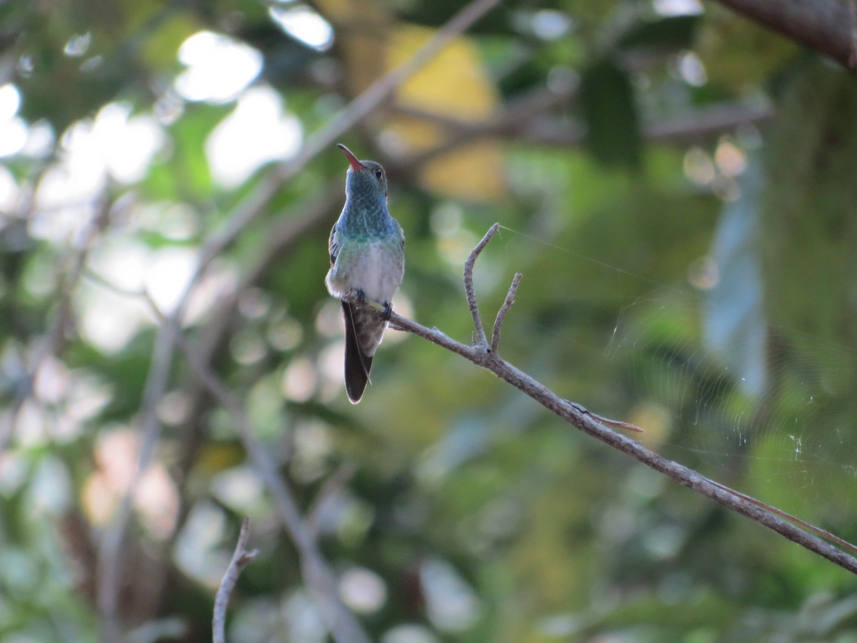 Honduran Emerald - ML139649911