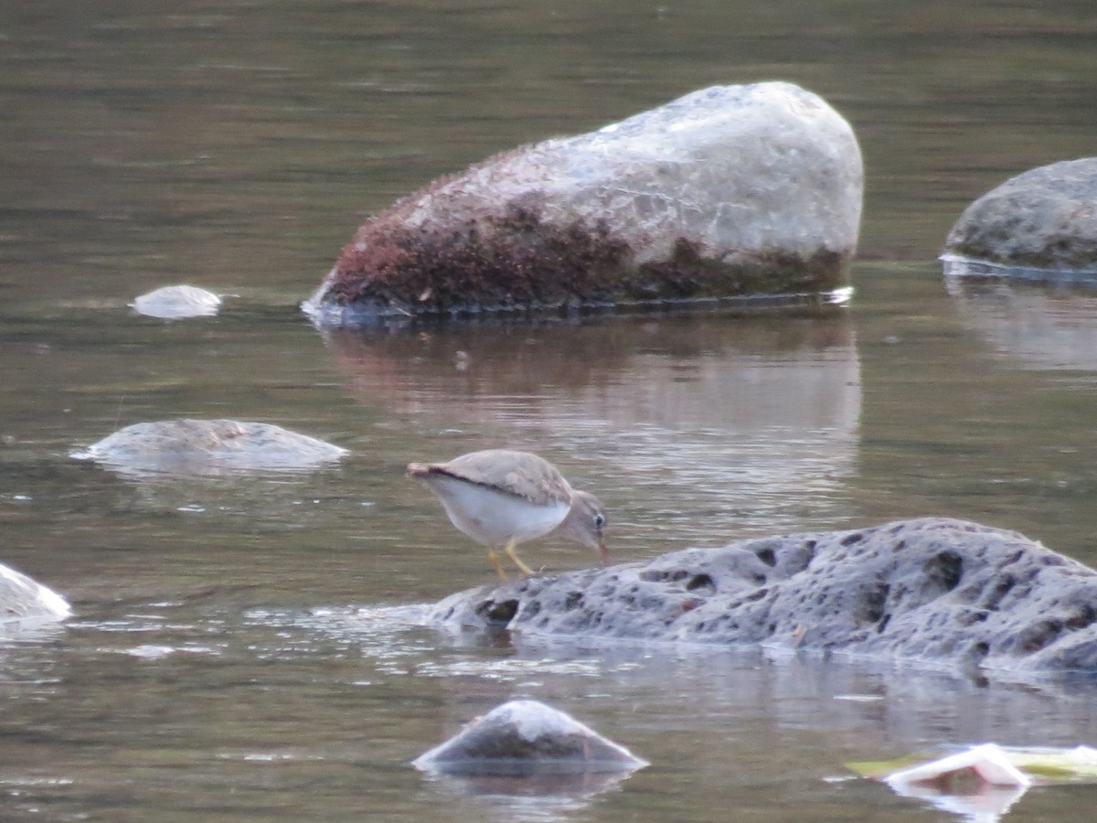 Spotted Sandpiper - Carlos Caballero