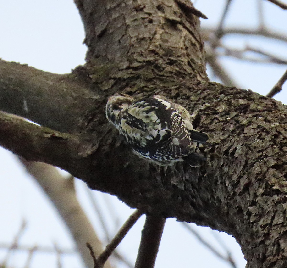 Yellow-bellied Sapsucker - ML139650141