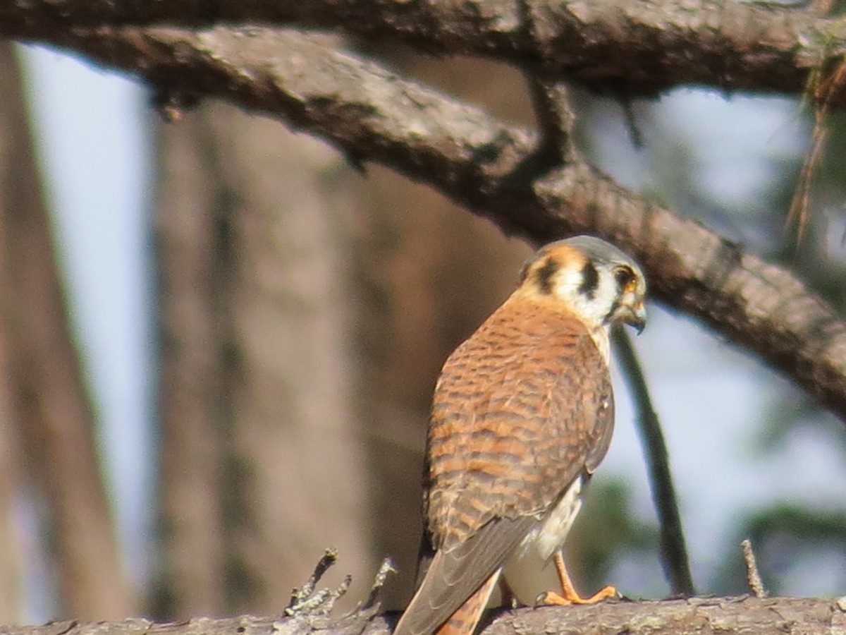 American Kestrel - ML139650161