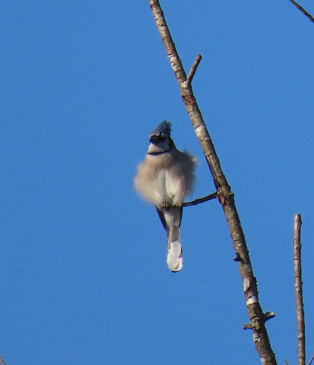 Blue Jay - ML139650241