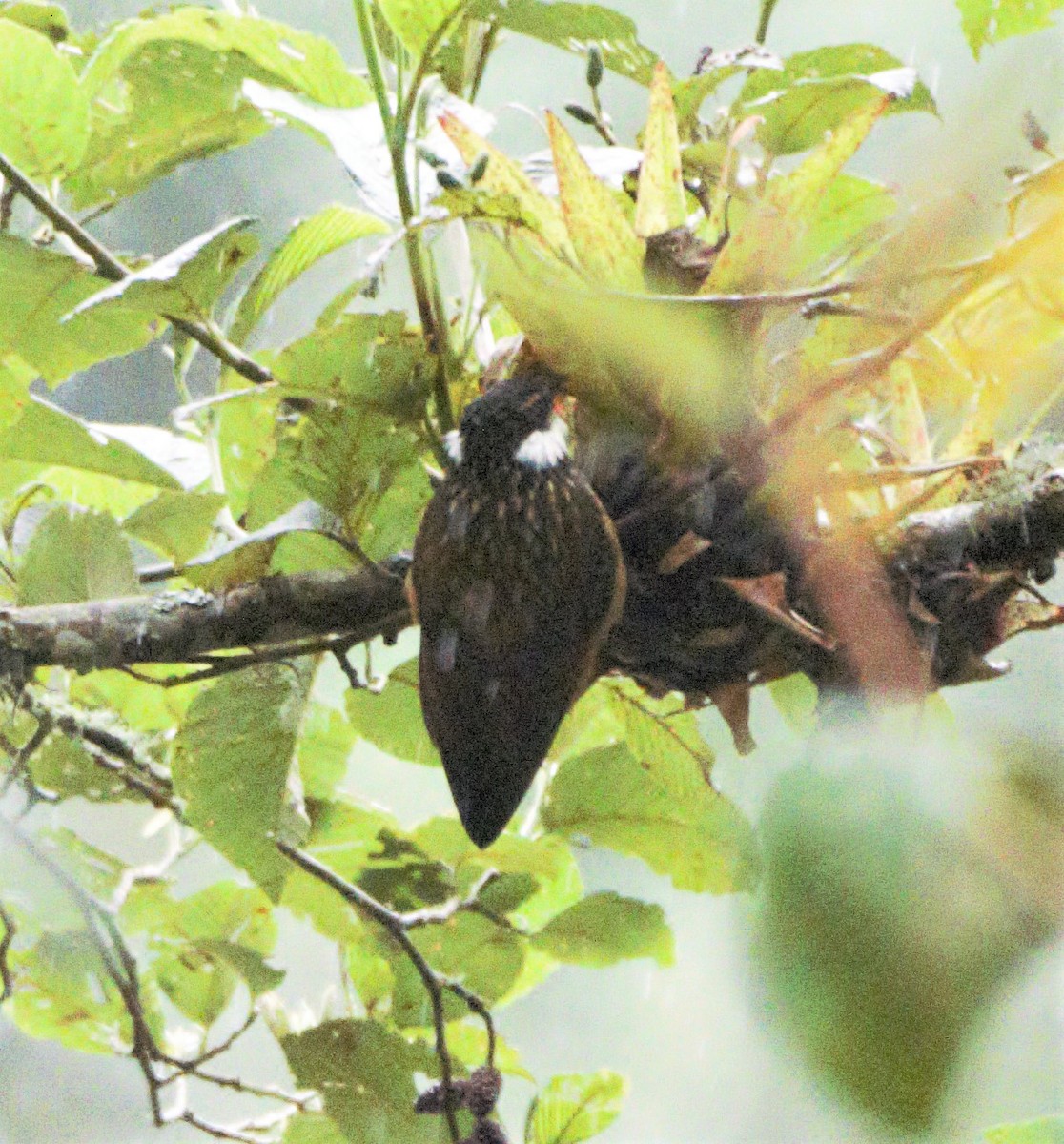 Pseudocolapte de Boissonneau - ML139651021