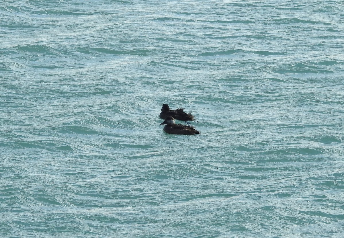 Black Scoter - ML139652581